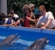 SeaWorld San Antonio - dolphins