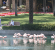 JW Marriott Desert Springs Resort and Spa - flamingos