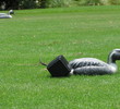 Caledonia Golf & Fish Club - tee markers
