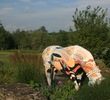 Saratoga National golf course in Saratoga Springs - horse