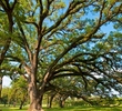 Houston Oaks Country Club - trees