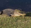 Belle Terre Country Club - alligator