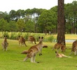 Kangaroos at Sanctuary Cove Golf Club