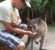 Kangaroo feeding