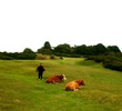 Pennard Golf Club in Wales - cows