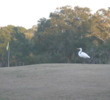 Disney's Magnolia Golf Course - bird