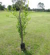 Deerfield Lakes Golf Club - Trees