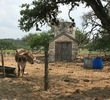 Longhorns at Canyon Springs Golf Club