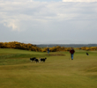 Jubilee Course in St. Andrews - border collies