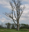 The Orchards Golf Club - hole 17