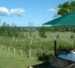 Bowers Harbor Vineyard