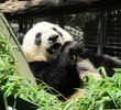 San Diego Zoo - panda