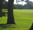 Presidio Golf Course - Monterey pines