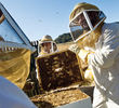 Carmel Valley Ranch - beekeeping