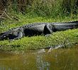 Seven Springs Golf & Country Club - alligator