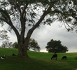 Big Island Country Club - wildlife