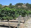 Fess Parker Winery - Los Olivos
