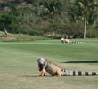 Puerto Rico golf - iguanas