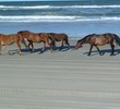 Wild mustangs