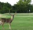 Lago Vista golf course - deer