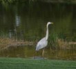 The Rookery at Marco - wildlife