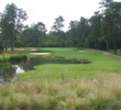 Pine Needles