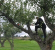 Tree on course