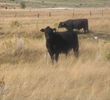 Genoa Lakes Golf Club - Cows