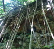St. Kitts - Ficus at Rainforest