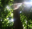 St. Kitts - Rainforest