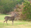 Jekyll Island Golf Club - Oleander Course - deer