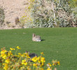 Sanctuary Golf Course - Rabbits