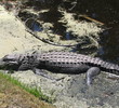 Shipyard Golf Club - gator