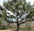 Diamondhead Country Club - Old Oaks