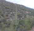 Old Giant Saguaro Cactus