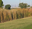 Cypress Golf Course - Marsh