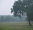 memorial park creeping tree
