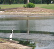 Birds at Ridgewood Lakes
