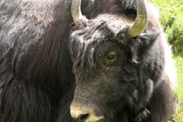 Only Yaks - pleased that it overshadows Bulgarian Yak Chucking contests - are happy to see the Skins Game on TV.