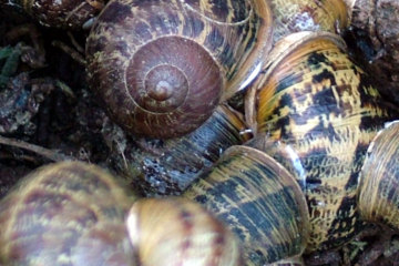 If you chose watching snails copulate as opposed to watching the Masters, you chose correctly.