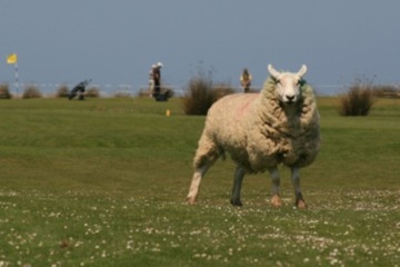 Golfers share holes with sheep on many of the holes at England's oldest links, Royal North Devon Golf Club. 