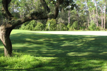 Okefenokee Country Club is laid out on classic, south Georgia terrain, with gnarled old oaks.
