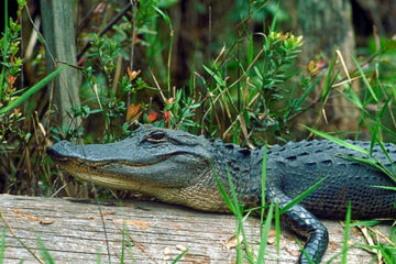 Alligators are no longer considered an endangered species in the Okefenokee.