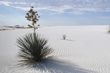 Whites Sands National Monument near Alamogordo, N.M., has 275 square miles of naturally occurring gypsum.