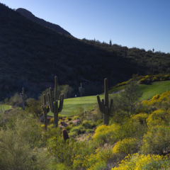 Beware the cacti at No. 14 at Eagle Mountain Golf Club in Fountain Hills.