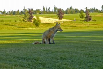 If a fox nicks your ball at Fox Meadow Golf & Country Club, you're allowed to replace it without penalty.