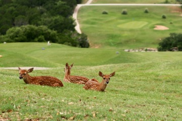 Lago Vista Golf Course  Austin Public Golf - Home