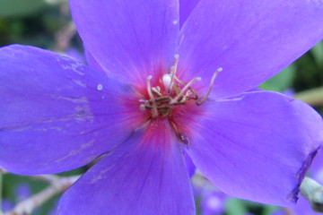 The botanical gardens at Romney Manor feature a variety of exotic plants.