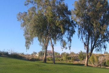Three big trees block the dogleg turn on Desert Canyon's No. 12.